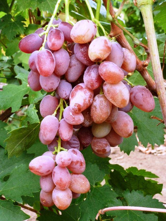 Всё о сорте винограда «юбилей новочеркасска» от особенностей посадки до фото и отзывов о нём