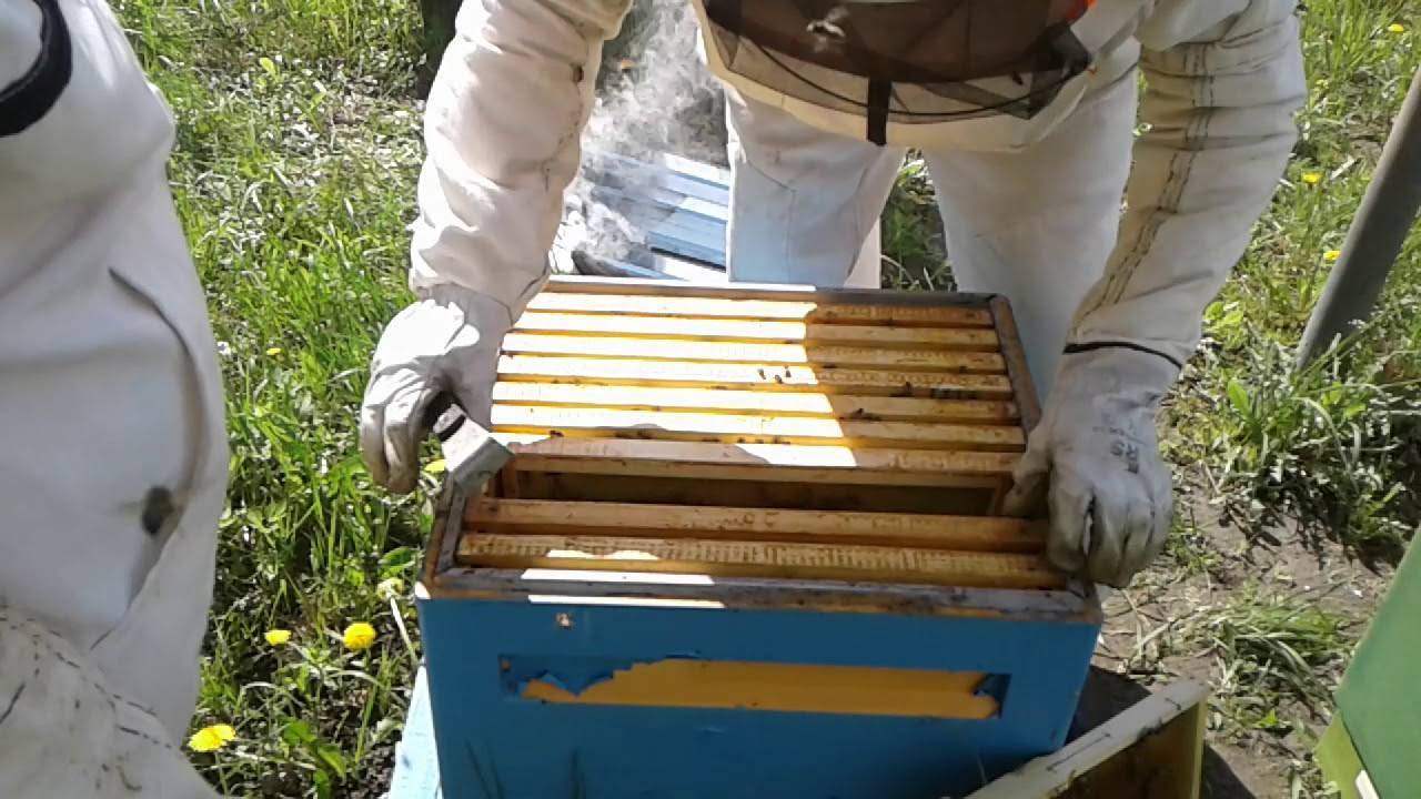 Применение противороевых приемов в пчеловодстве | совет просто так