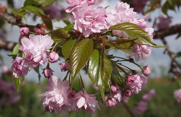 Японская вишня сакура: особенности, значение, описание, сорта, особенности посадки и выращивания, можно ли есть плоды, листья