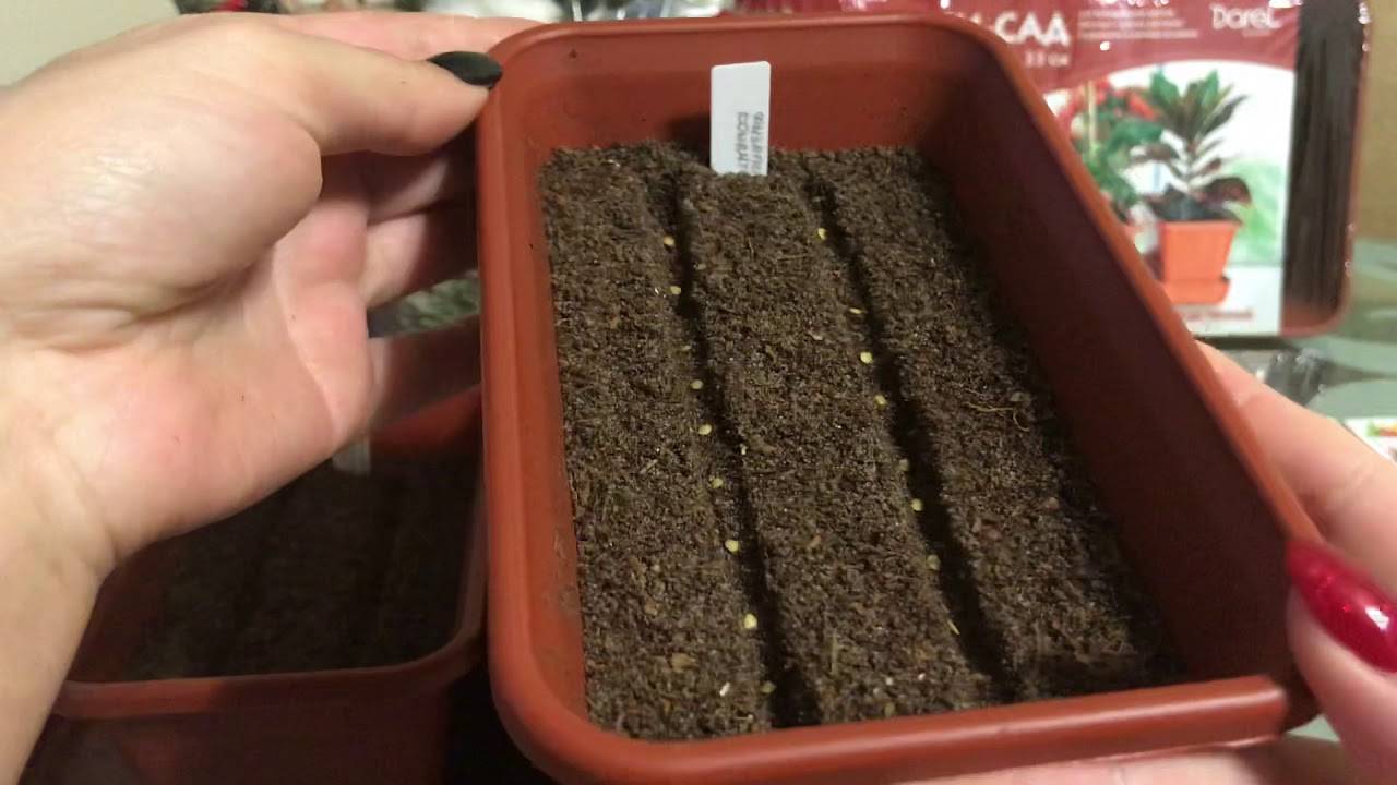 Как правильно посадить базилик на рассаду: выращивание в домашних условиях, посадка и уход, фото