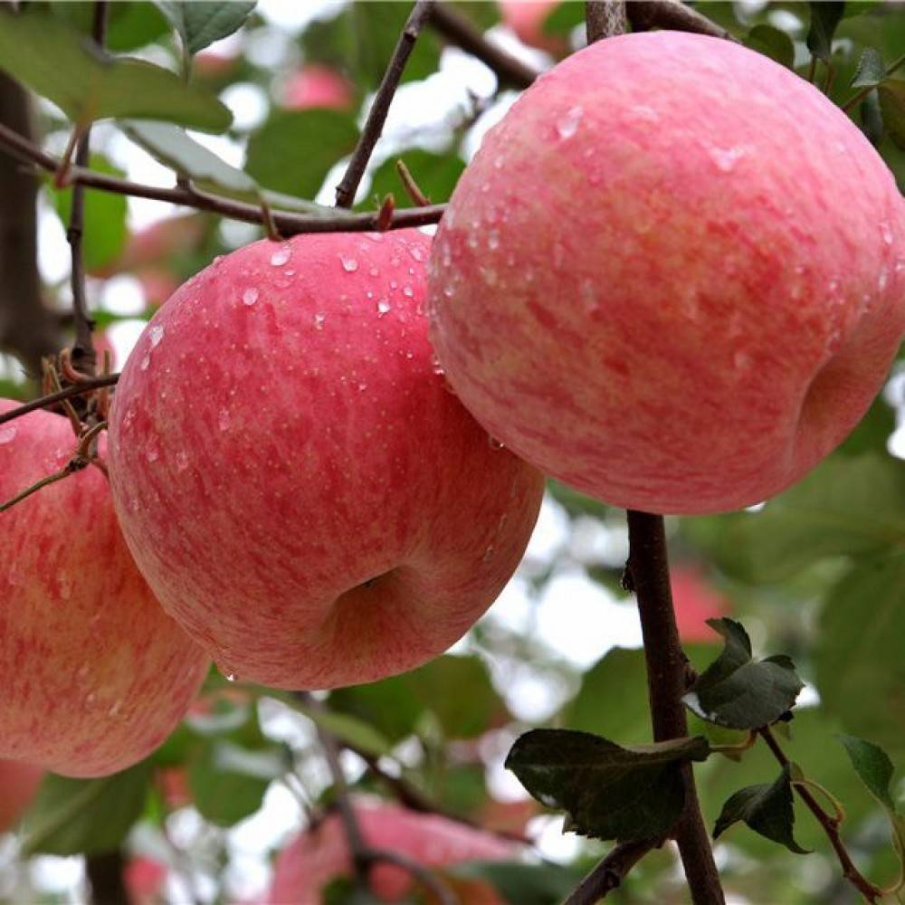 Яблоня фуджи кику: особенности сорта и ухода