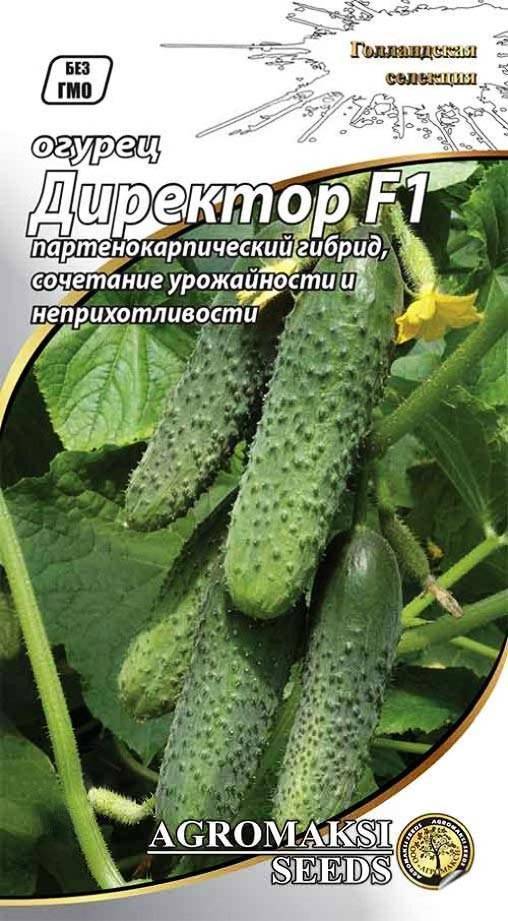 Описание  огурцов артист f1: выращивание и отзывы овощеводов