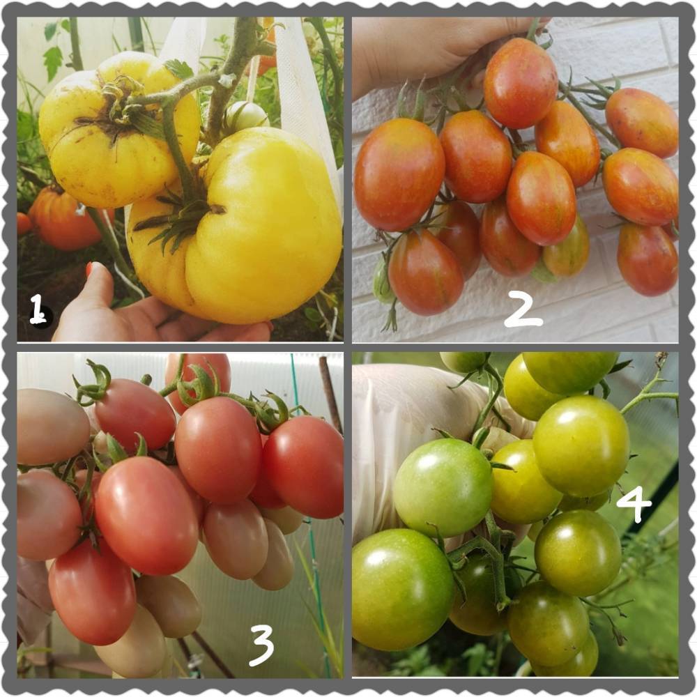 Томат берберана: урожайность сорта помидоров, фото кустов и полученных плодов, отзывы овощеводов об их выращивании