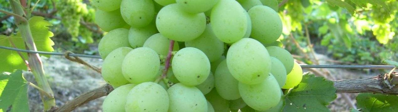 Сорт винограда "рошфор": описание, фото, посадка и уход