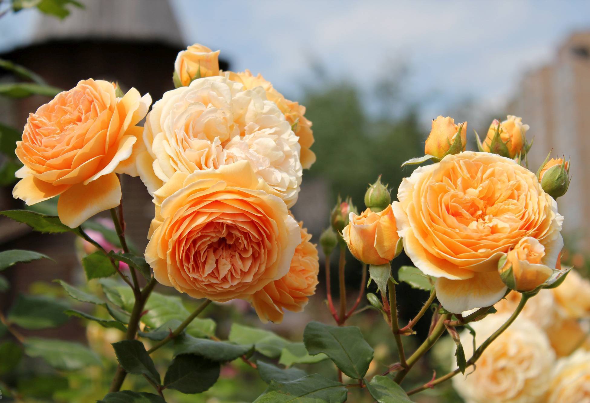 Розы английские лучшие сорта - сад и огород