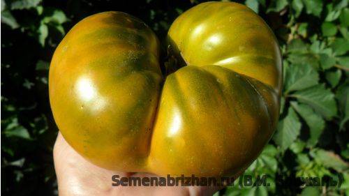 Сказка на вашем участке — томат «царевна лягушка»: отзывы и рекомендации по правильному выращиванию