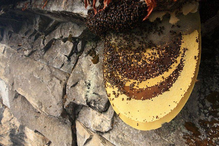 Мёд диких пчёл в природе, характеристики, целебные свойства и добыча