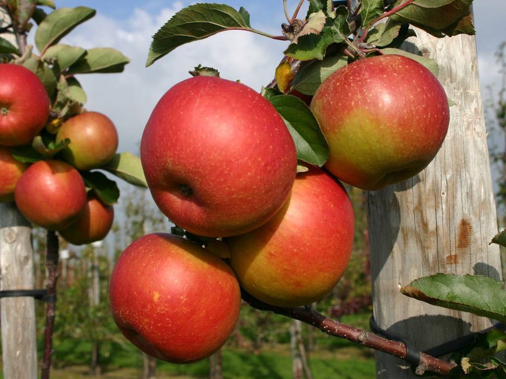 Яблоня сорта успенское - медоносы | описание, советы, отзывы, фото и видео