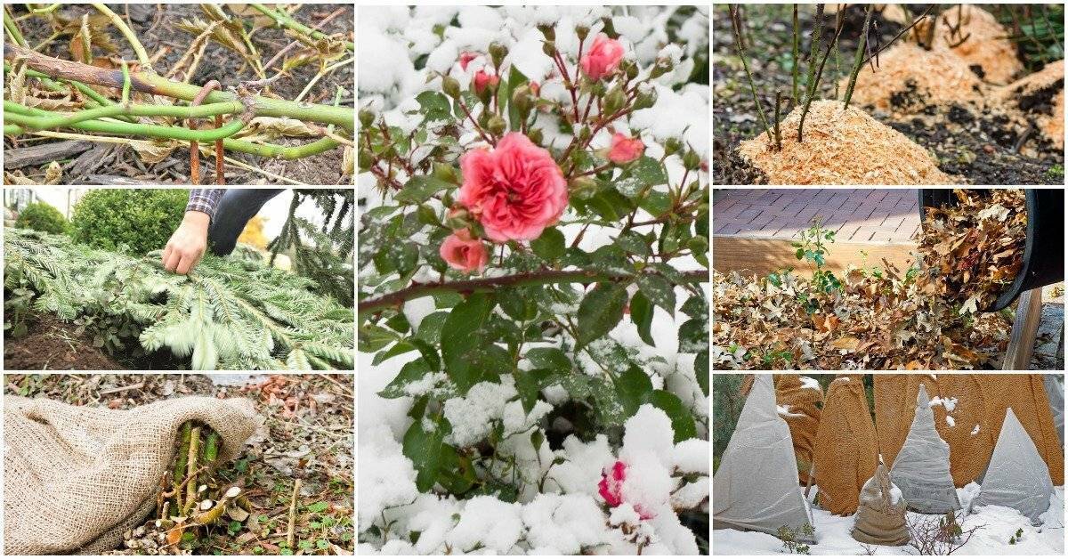 Розы: правильный уход осенью, подготовка и укрытие к зиме