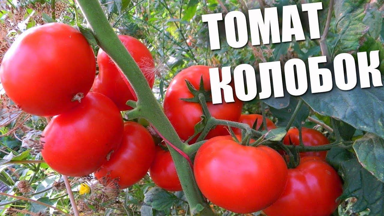 Описание томата Колобок, правила выращивания и отзывы садоводов