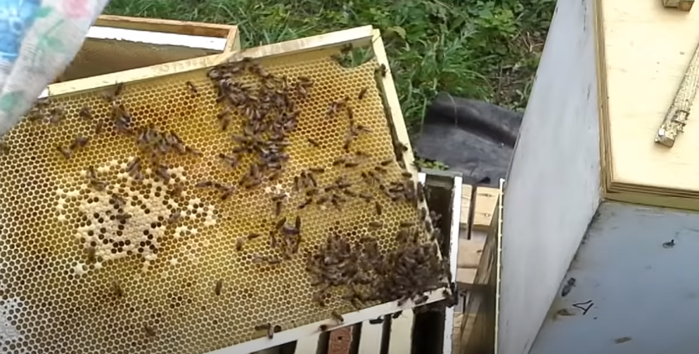 Пасека как бизнес: разведение пчел, торговля медом