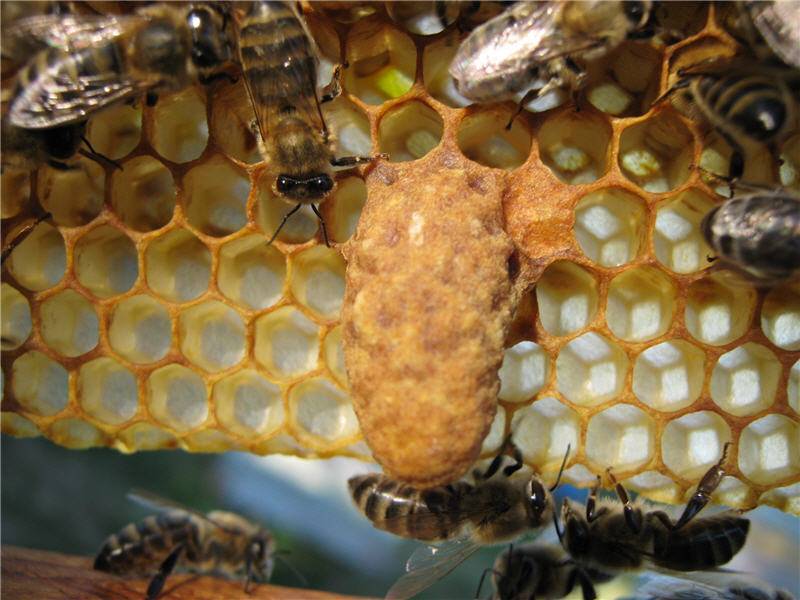 Жизнь нашей пасеки или практическое пчеловодство: увеличение числа семей на пасеке (формирование отводков).