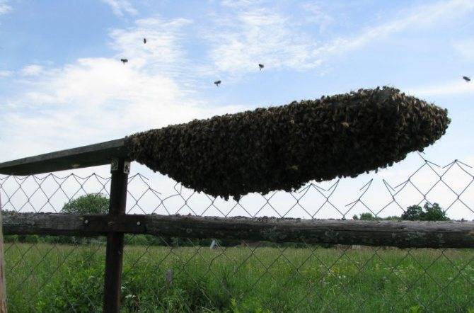 Как вывести пчел из роевого состояния — варианты