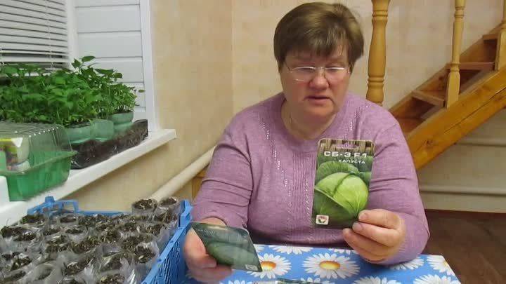 Рассада помидор в «улитках»
