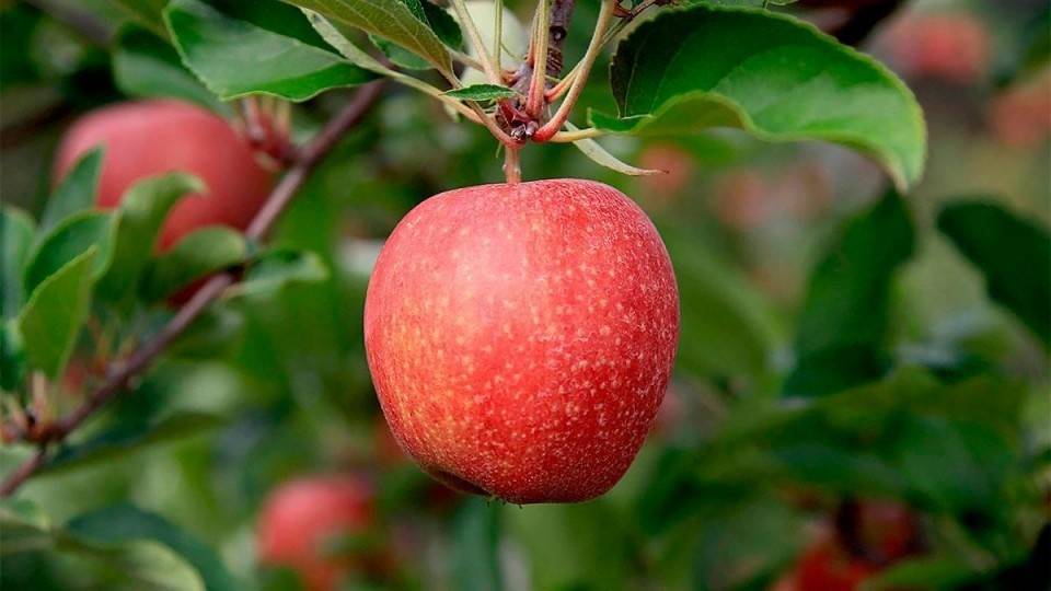 Яблоня гала и гала маст: описание сорта, выращивание, фото, отзывы