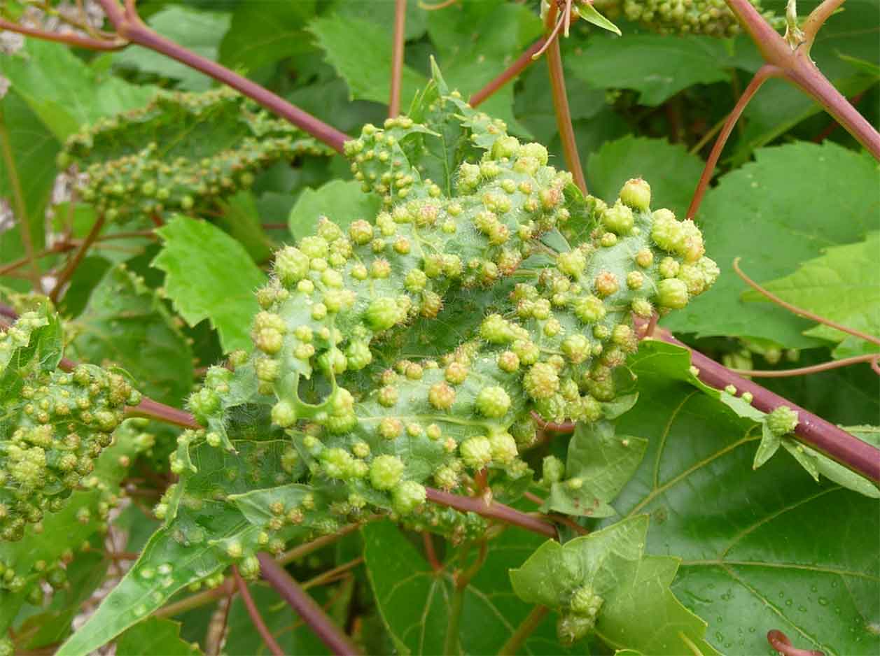Жемчужные железы на винограде фото и описание