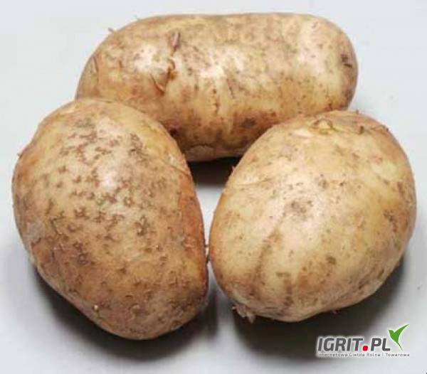 Картофель "санте": описание сорта, фото, отзывы