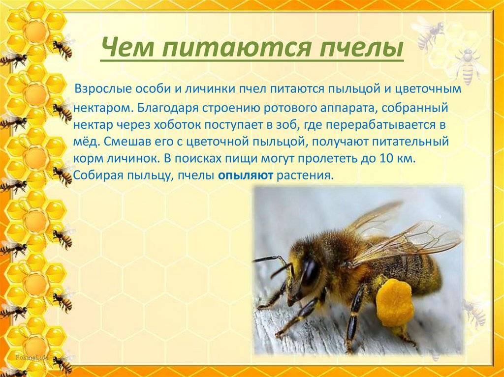 Башкирская пчела (бурзянская): описание и особенности, образ жизни, разведение, как отличить