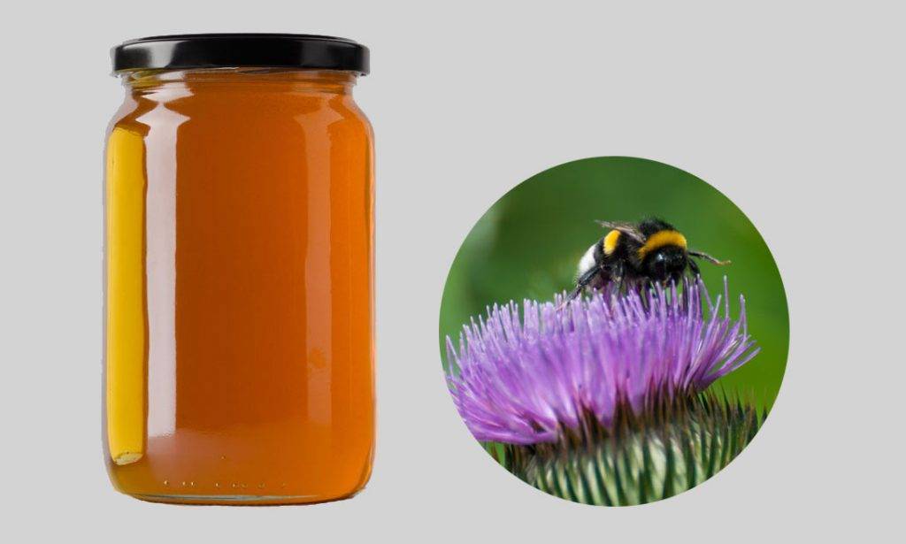 Мед расторопши: как выглядит и состав, полезные свойства и противопоказания