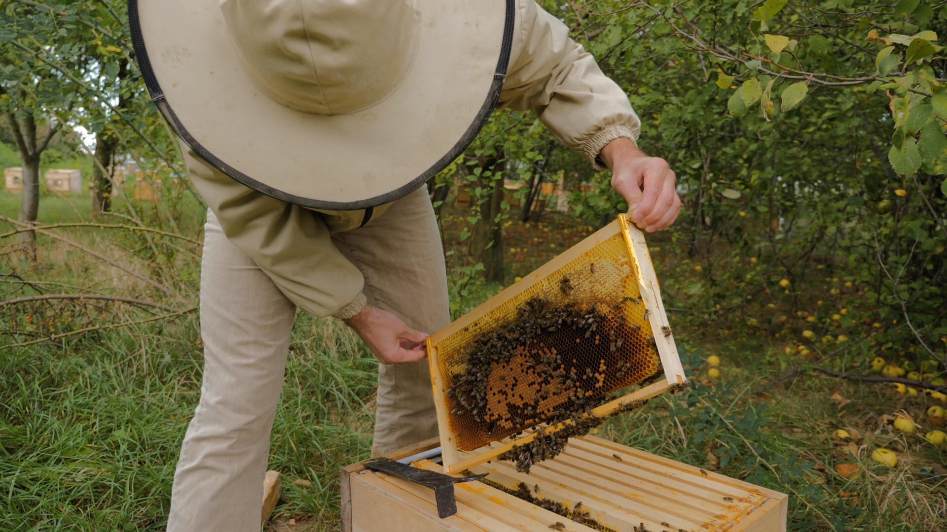 Пчелы в сентябре: какие работы проводят на пасеке и особенности содержания