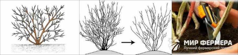 Обрезка голубики весной схема