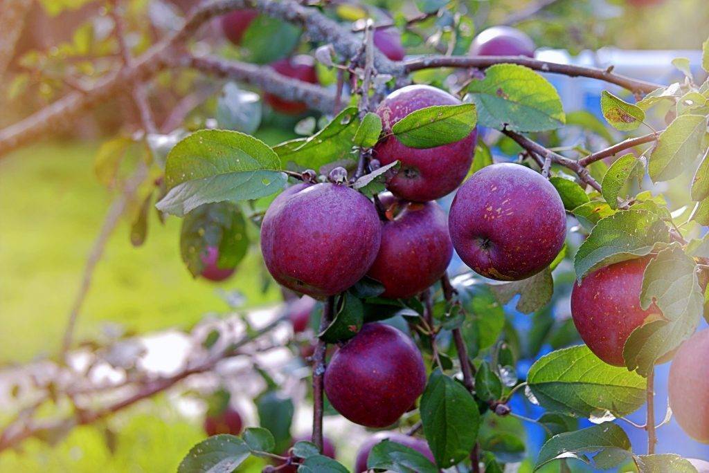 Долгожданный первый урожай яблони веньяминовское.: группа плодовые деревья и кустарники