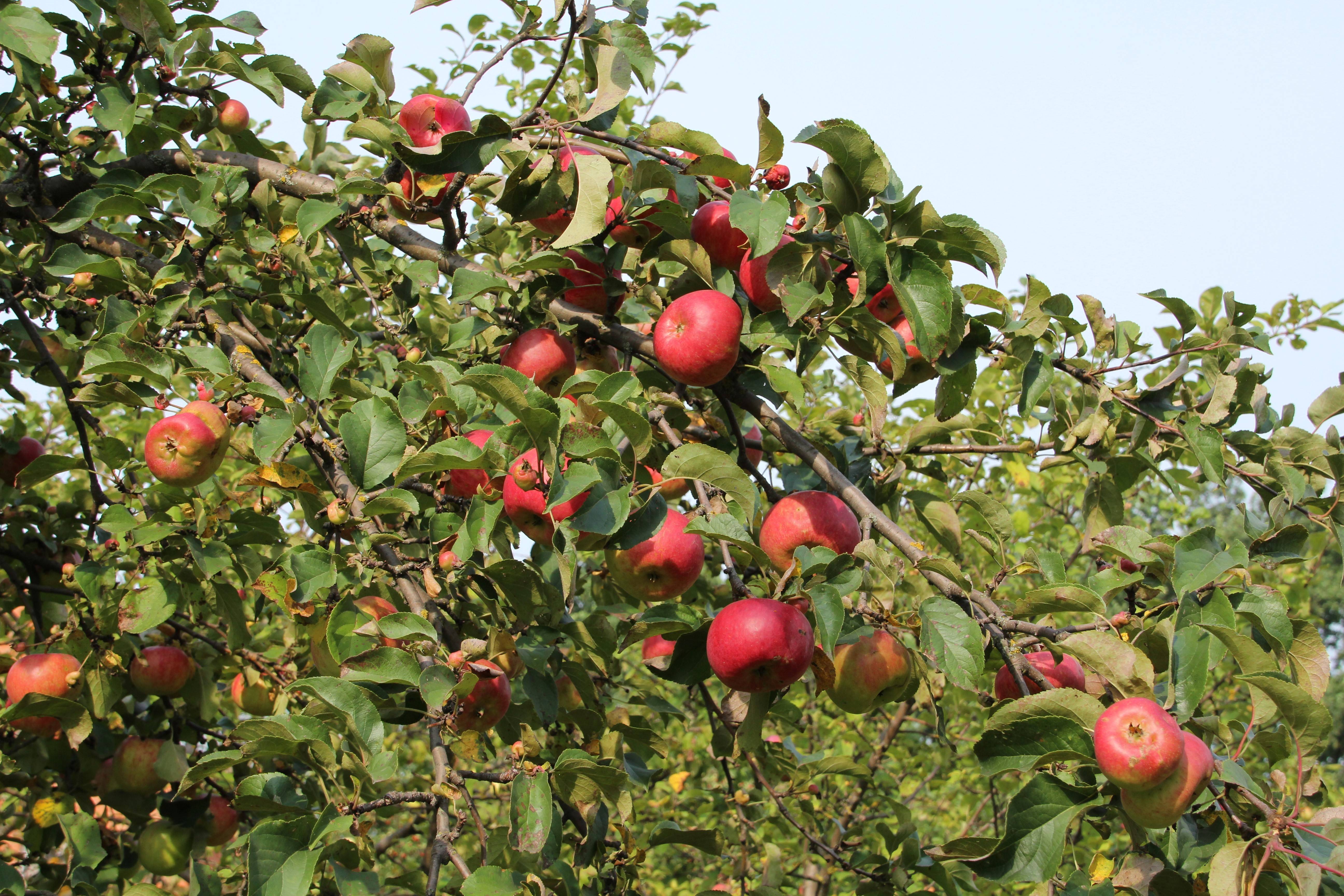 Зимние сорта яблок хранящиеся до весны. обзор зимних сортов яблони | дачная жизнь
