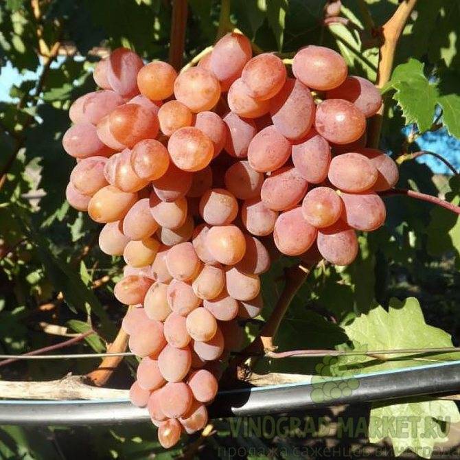 Сорт винограда румба - описание сорта с фото и видео