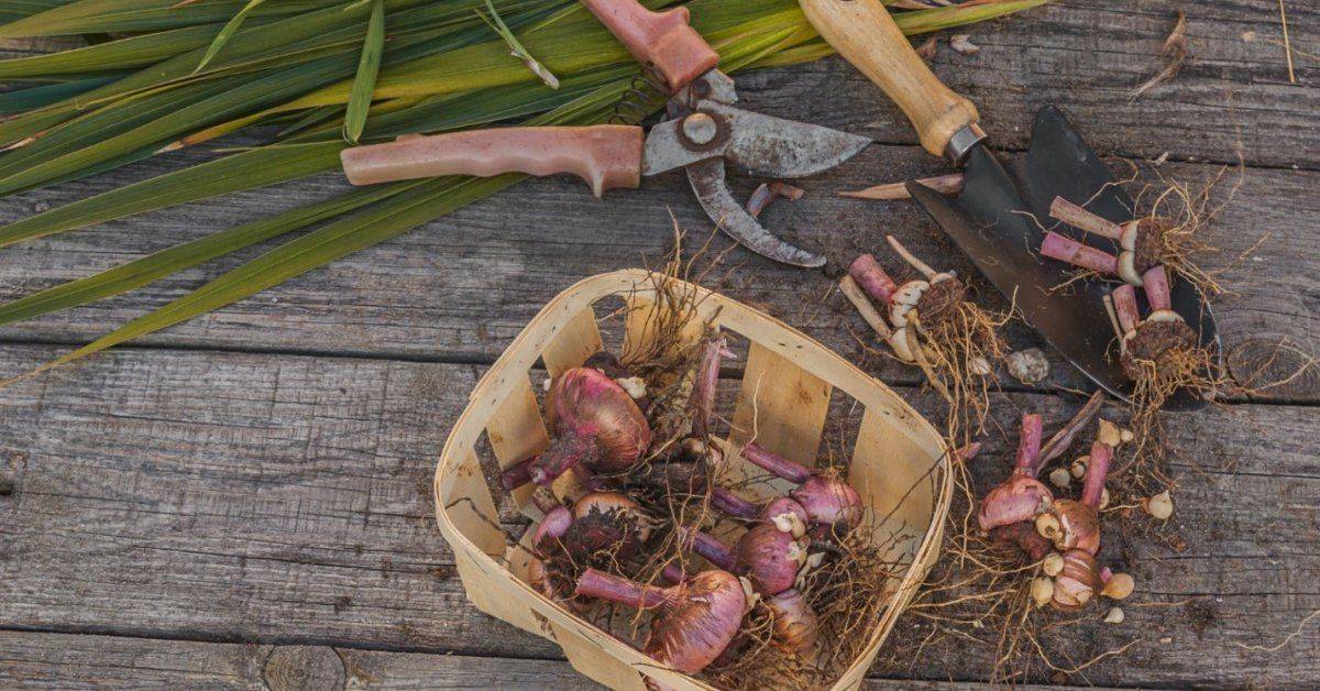 Когда выкапывать гладиолусы осенью и как хранить?