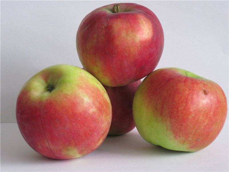 Зимостойкая яблоня успенское: описание, фото. 10 лучших сортов яблонь