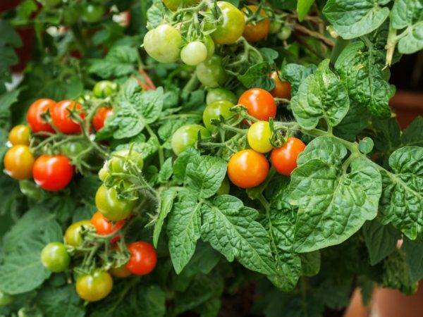 Выращиваем крошечные помидоры на грядке и в домашних условиях — томат «пуговка» и тонкости ухода за ним