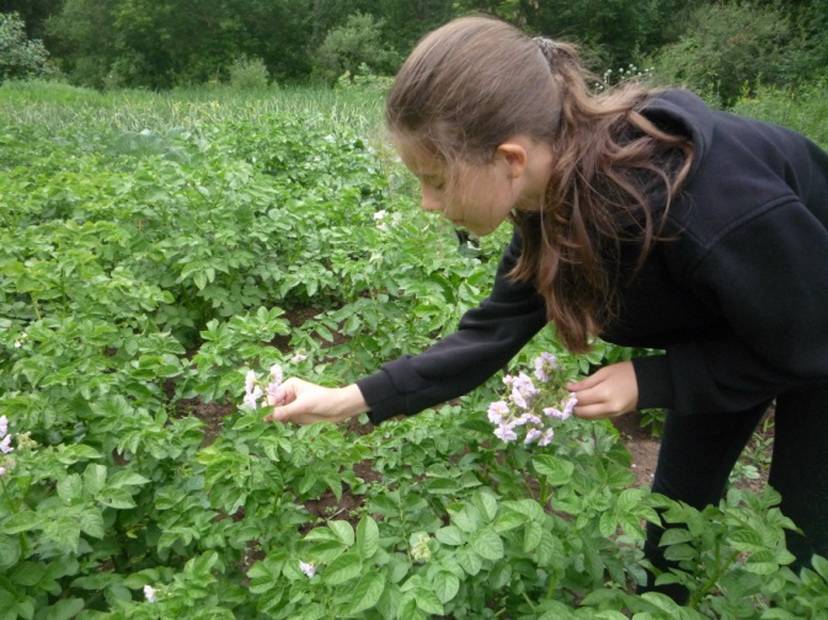 Нужно ли обрывать цветы у картофеля во время цветения для увеличения урожайности