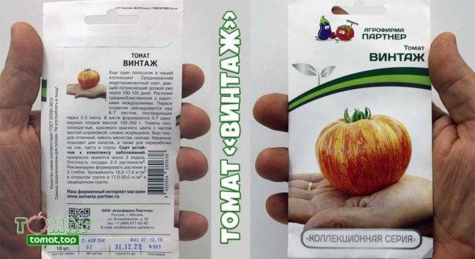 Томат марочное вино описание сорта фото отзывы