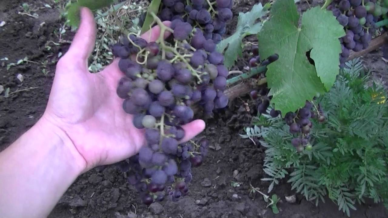 Виноград фиолетовый ранний: описание сорта, фото, отзывы, посадка и уход