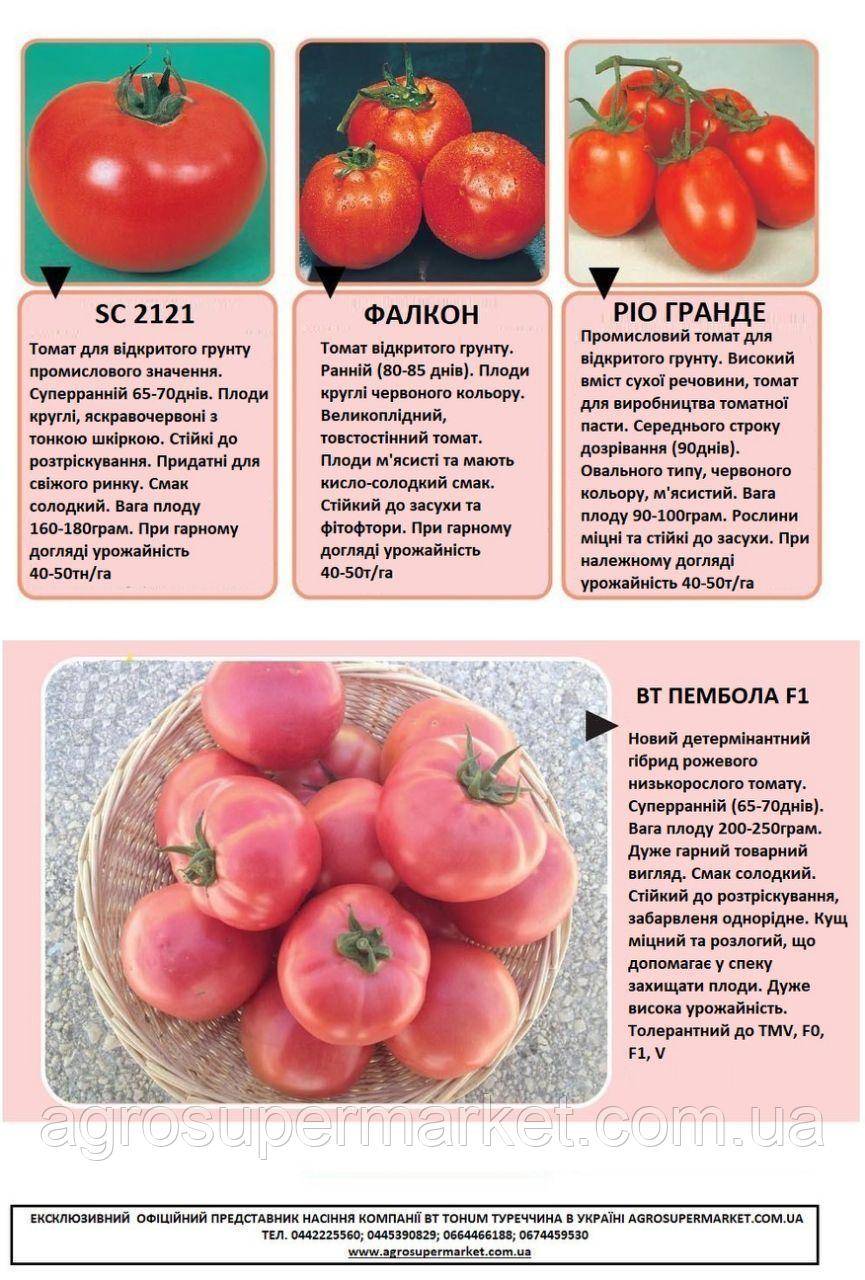 Чем хорош сорт томата «андромеда»: подробная характеристика, плюсы и минусы, описание технологии выращивания и ухода