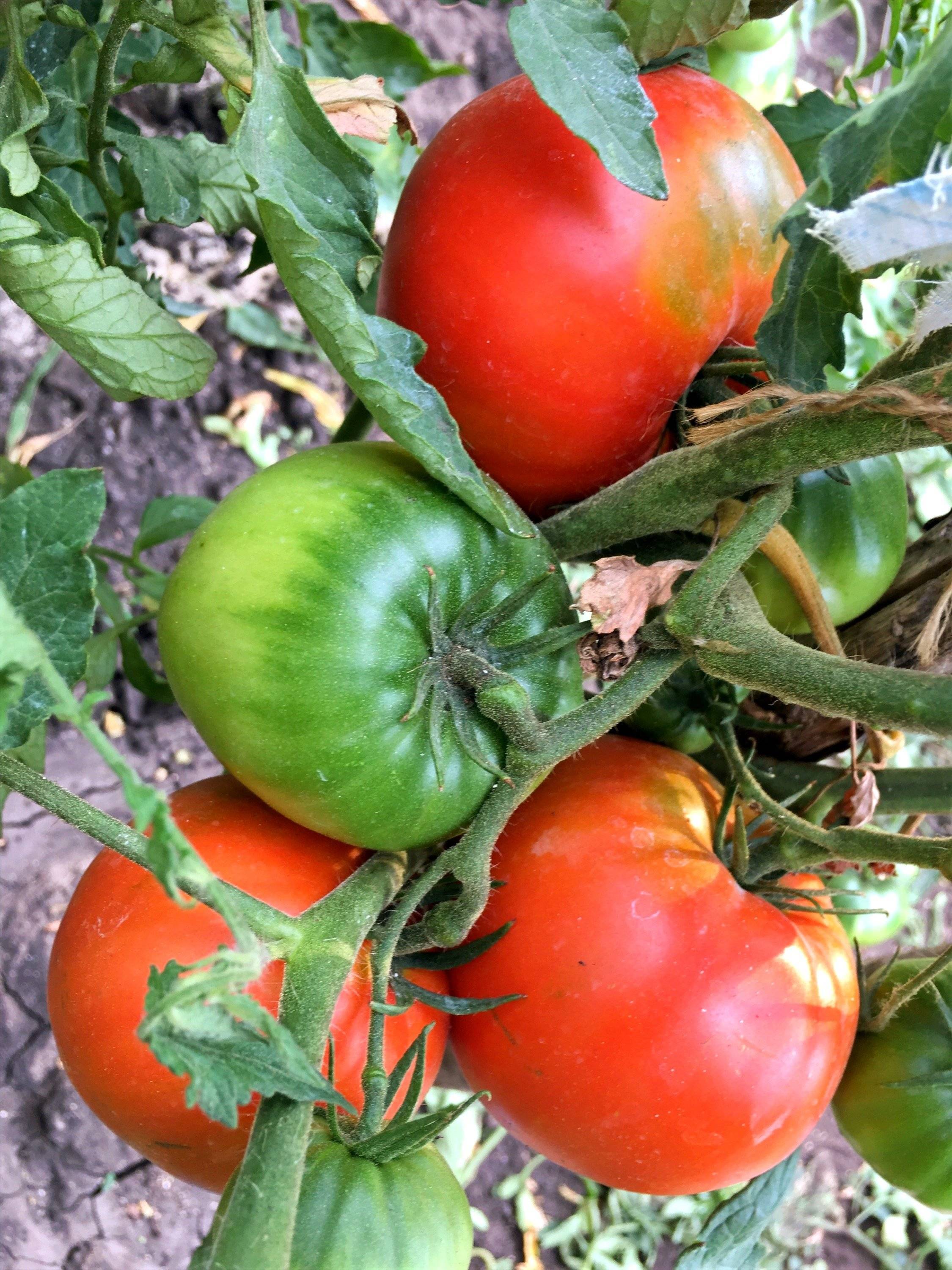 Описание лучших сортов томатов для Самарской области