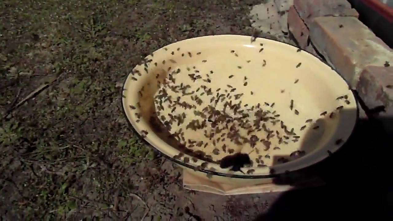 Осенняя подкормка пчел — выкладываем по пунктам