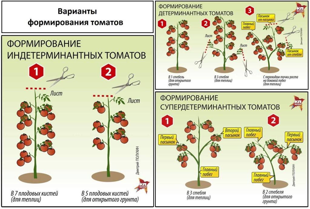 Пасынкование помидоров в открытом грунте: схема, видео, фото