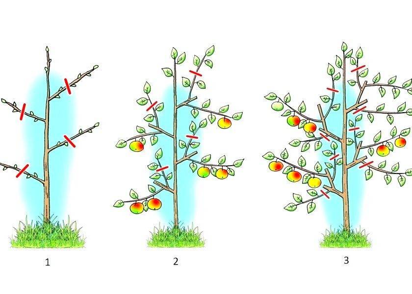 Уход за колоновидными яблонями: правила подкормки, обрезки, полива