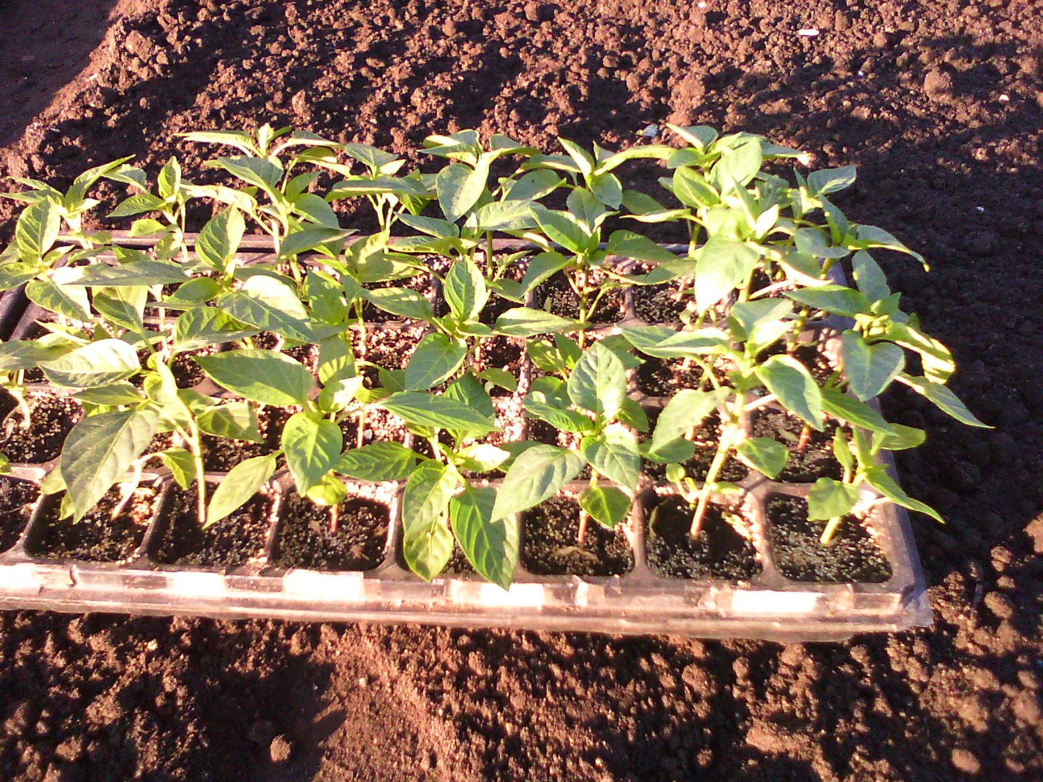 Выращивание рассады помидоров в домашних условиях: инструкция для начинающих
