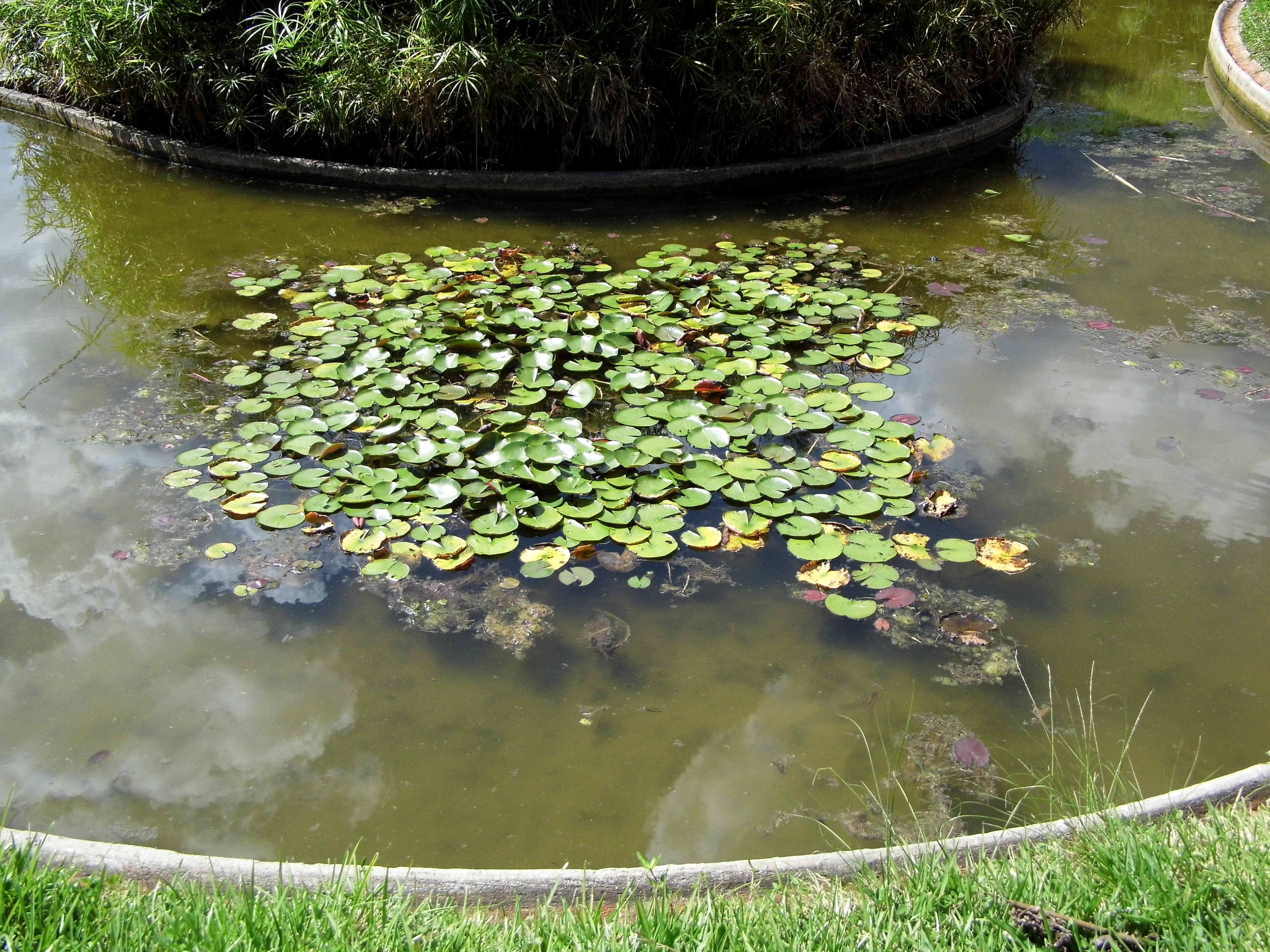 10 лучших водных растений для декоративного пруда