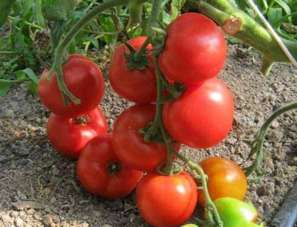 Сорт от немецких специалистов — томат фатер рейн: описание помидоров и советы по выращиванию