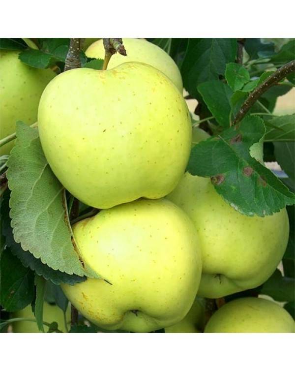 Описание сорта яблони снежный кальвиль: фото яблок, важные характеристики, урожайность с дерева
