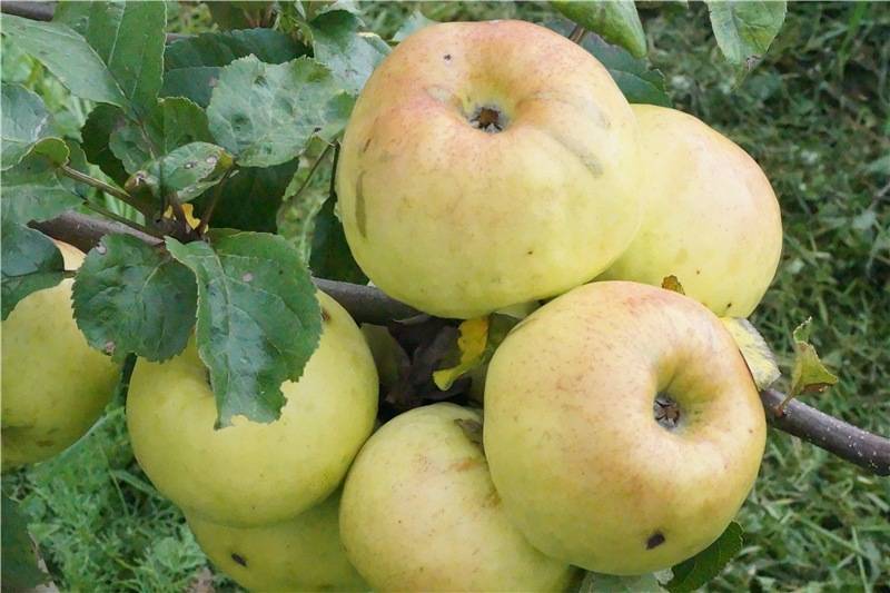 Яблоня боровинка: описание сорта, посадка и уход, размножение, отзывы