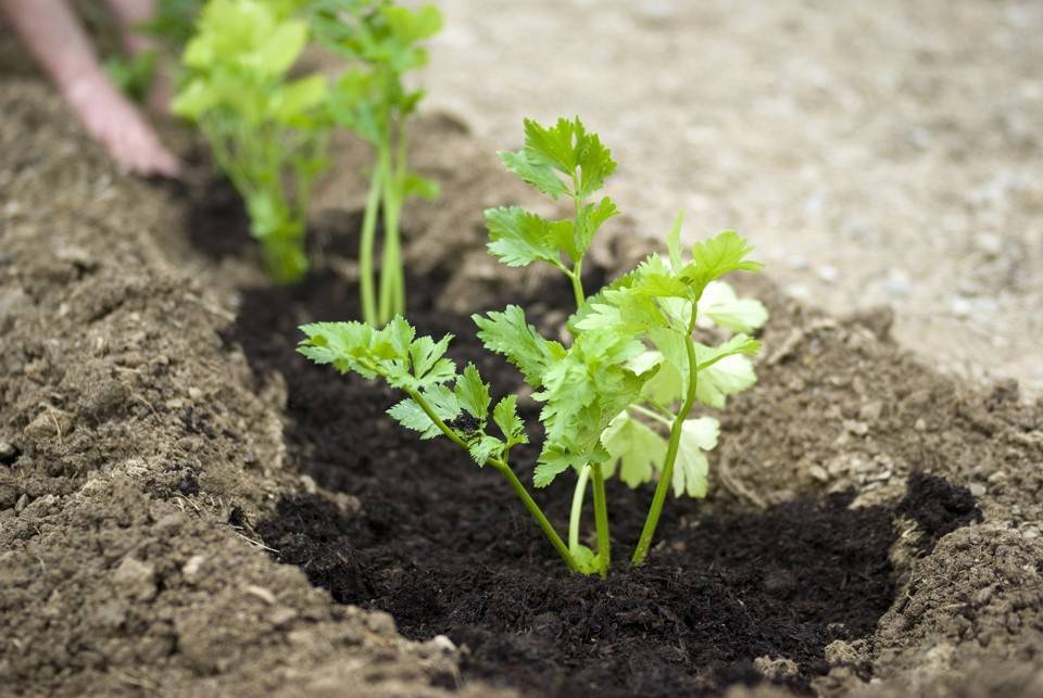 Петрушка корневая: посадка и уход в открытом грунте, выращивание сахарной, как вырастить через рассаду, особенности посева