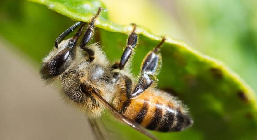 Пчела уоллеса считалась вымершей, но в 2020 ученые нашли этих пчел-убийц