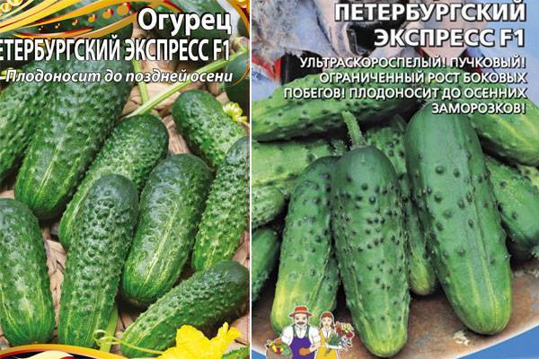 Фото, видео, описание, посадка, характеристика, урожайность, отзывы о гибриде огурцов «сибирский букет f1».