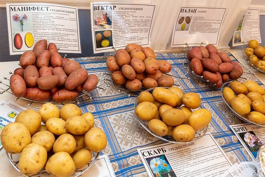 Картофель "лилея": описание сорта, фото и характеристики белорусской картошки русский фермер