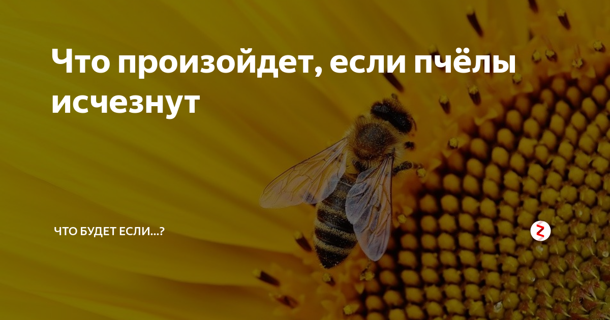 Страшные сказки о вымирании пчёл. кто это придумывает? | пчеловодство