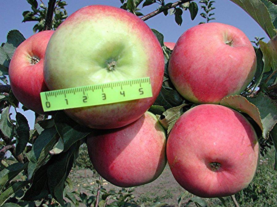 Яблоня успенское: описание сорта и урожайность, преимущества и недостатки с фото